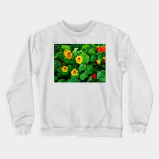 Yellow and orange nasturtiums Crewneck Sweatshirt